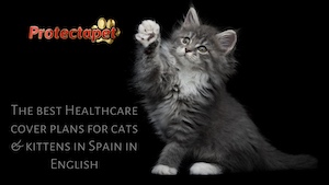 The best and most affordable cat insurance in Spain 
